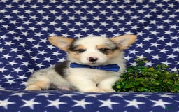 Welsh Corgi Pembroke dogs for sale: Kimball - Image 3