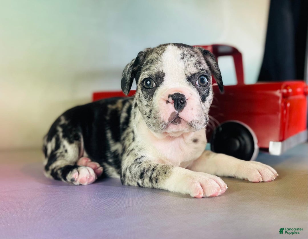 Frenchton dogs for sale: Cookie Dna Clear - Image 7