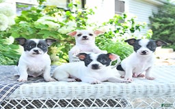 Chihuahua dogs for sale: Tina - Image 7