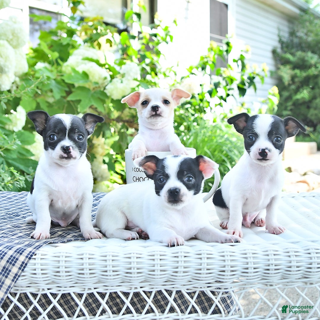 Chihuahua dogs for sale: Tina - Image 7