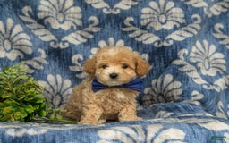 Maltipoo dogs for sale: Vaughn - Image 9