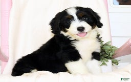 Mini Bernedoodle dogs for sale: Blake - Image 7