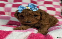 Mini Goldendoodle dogs for sale: Lexie - Image 2