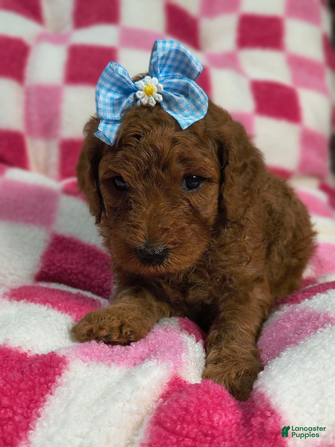 Mini Goldendoodle dogs for sale: Lexie - Image 2