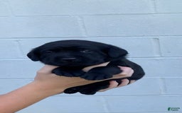 Labrador Retriever dogs for sale: Wyatt - Image 2