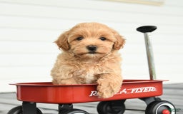 Maltipoo dogs for sale: Riley - Image 3