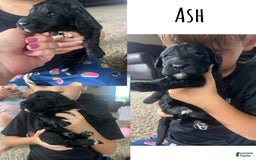 Goldendoodle dogs for sale: Ash - Image 10
