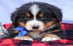 Bernese Mountain Dog dogs for sale: Seth - Image 16