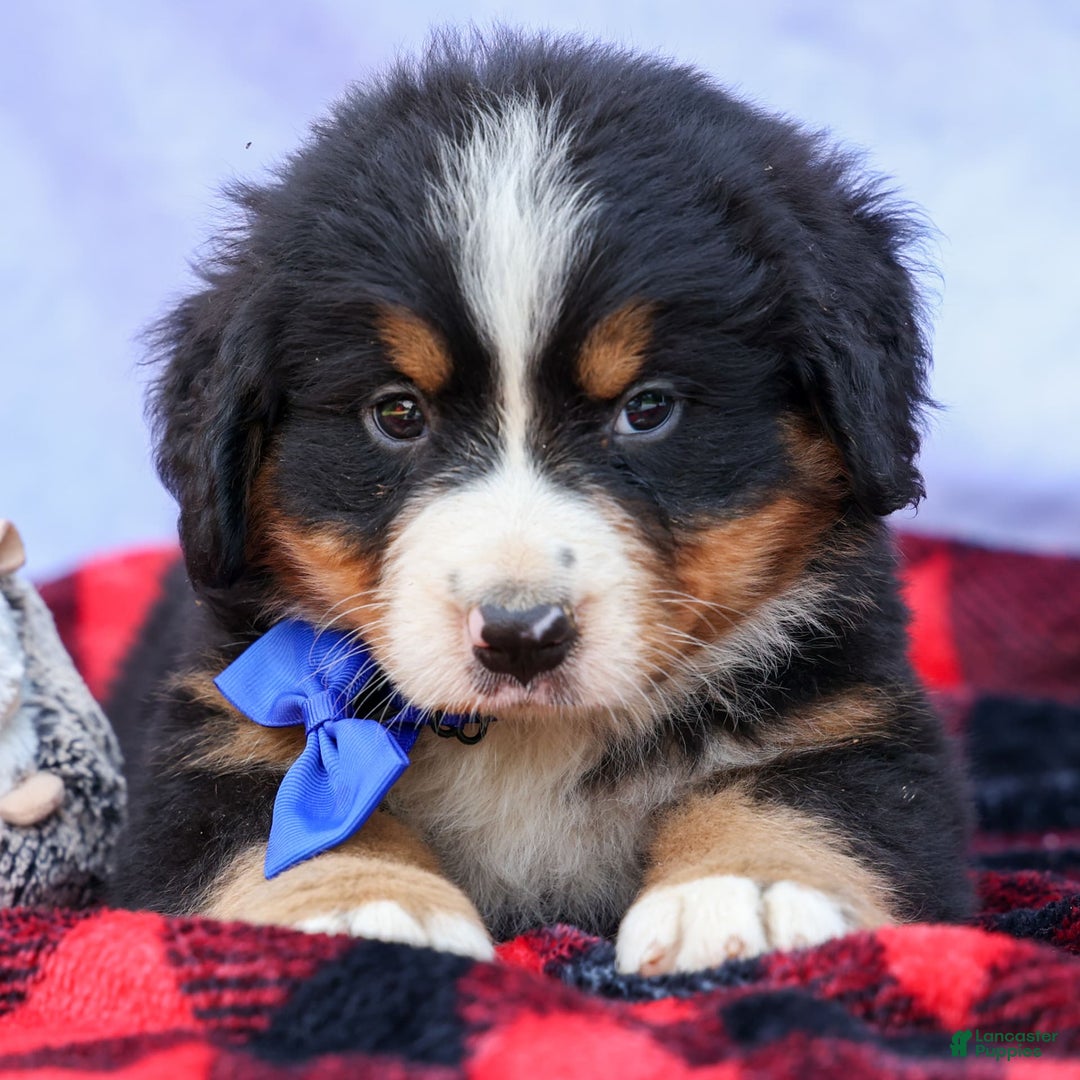 Bernese Mountain Dog dogs for sale: Seth - Image 16