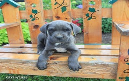 Cane Corso dogs for sale: Knox - Image 4