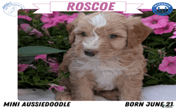 Mini Aussiedoodle dogs for sale: Roscoe - Image 8