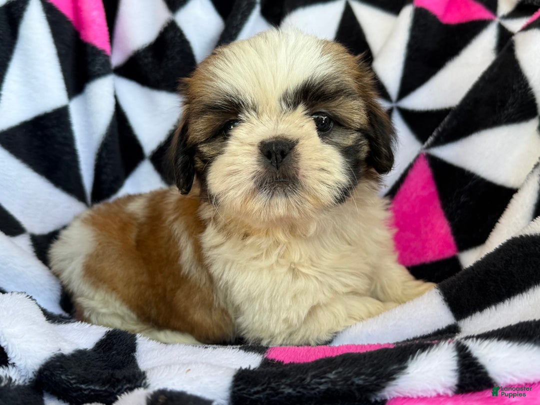 Shih Tzu dogs for sale: Muffin - Image 2