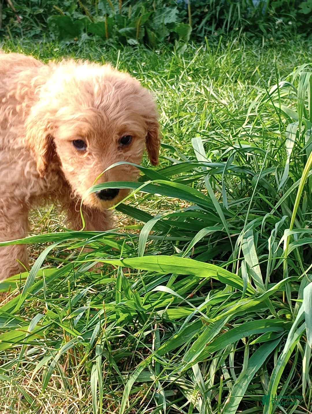 Goldendoodle dogs for sale: Red - Image 1