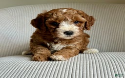 Mini Goldendoodle dogs for sale: Dolly - Image 5