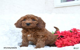 Mini Goldendoodle dogs for sale: Sandy - Image 4