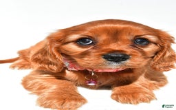 Cavalier King Charles Spaniel dogs for sale: Peggy - Image 2