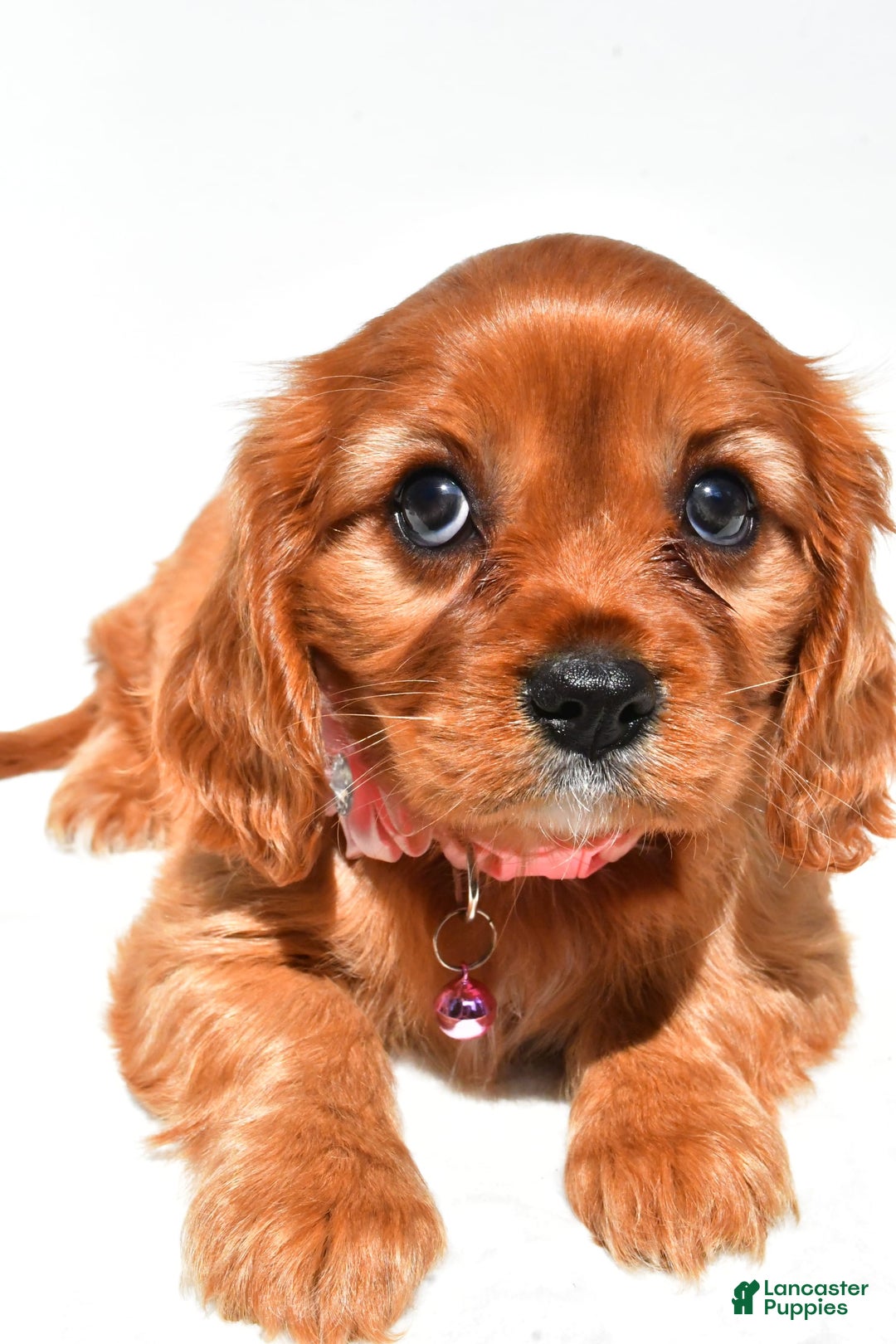Cavalier King Charles Spaniel dogs for sale: Peggy - Image 2