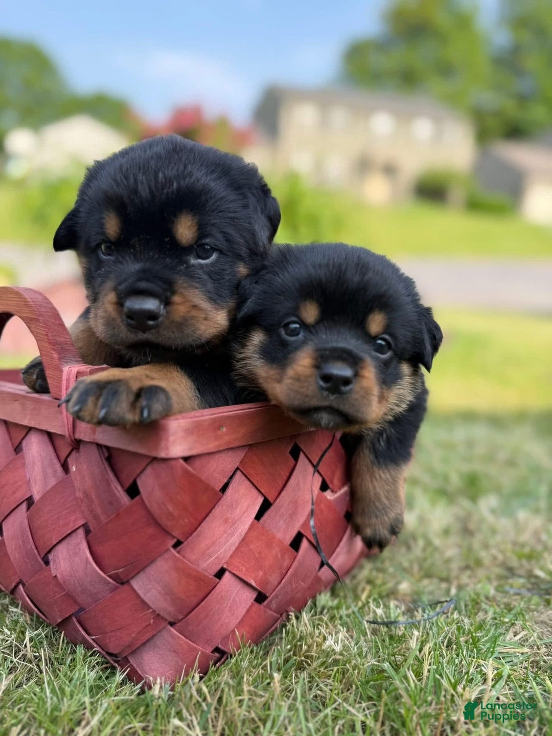 Rottweiler dogs for sale: Bambi - Image 4