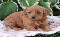 Mini Goldendoodle dogs for sale: Arlena - Image 6