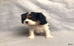Cavalier King Charles Spaniel dogs for sale: Toby - Image 13