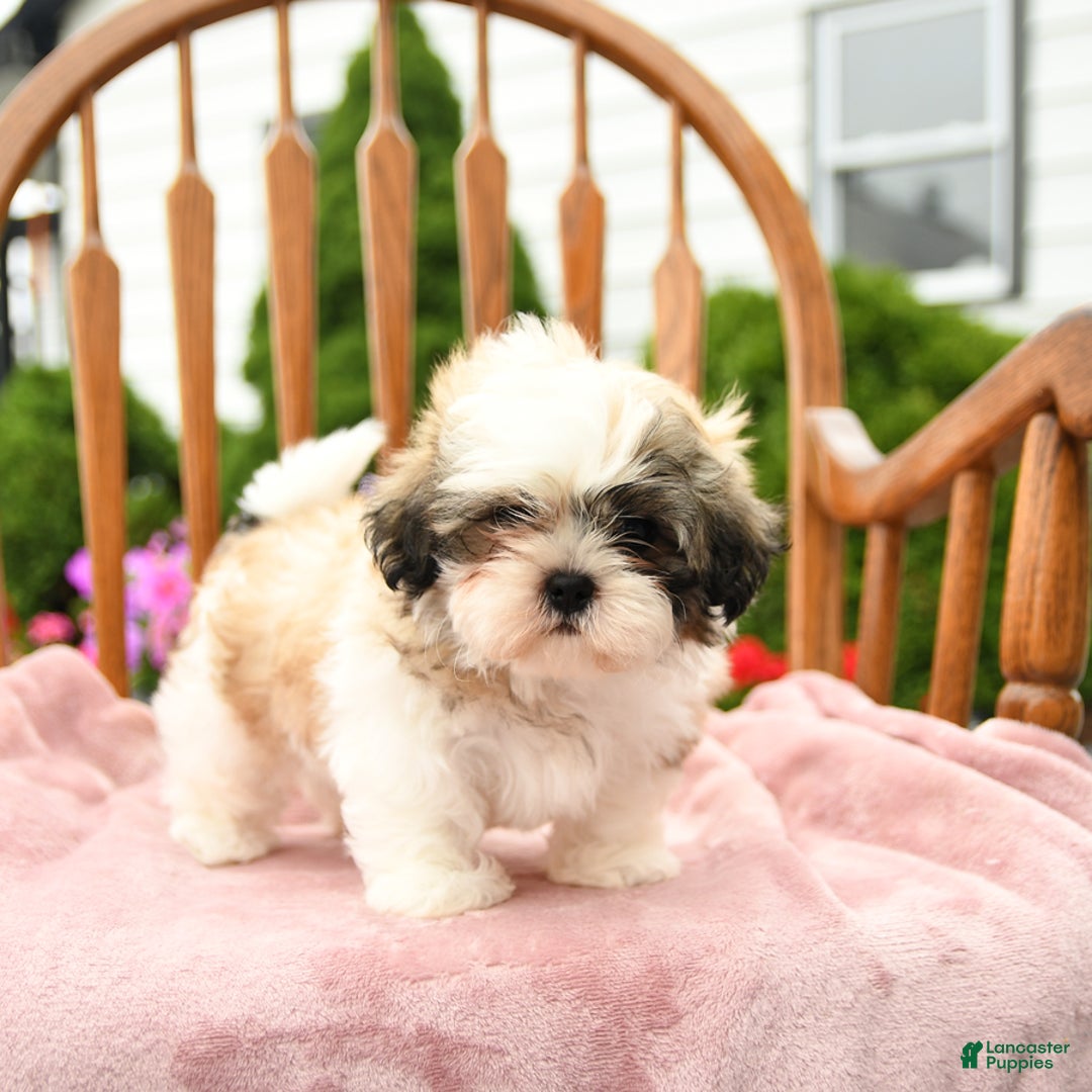 Shih Tzu dogs for sale: Benji - Image 7