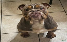 Puggle dogs for sale: Toby - Image 10