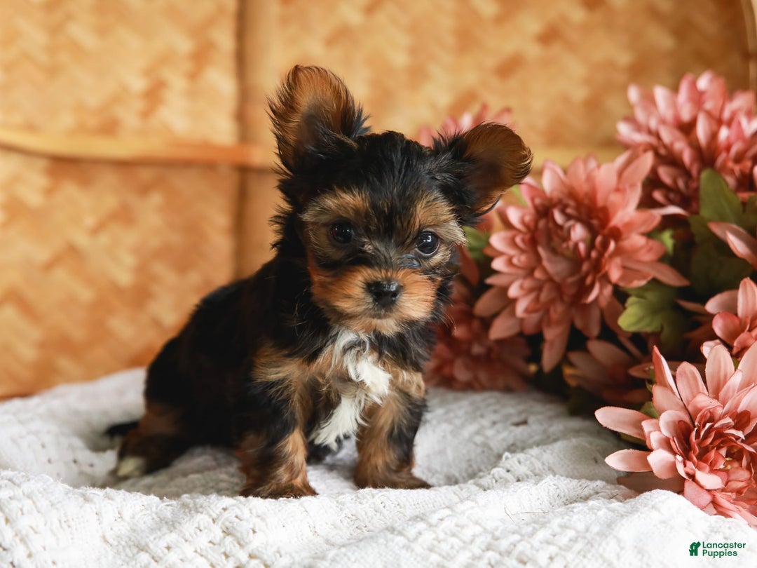 Yorkshire Terrier dogs for sale: Champ Teacup - Image 4