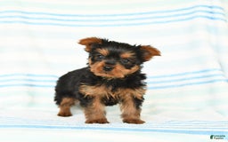 Yorkshire Terrier dogs for sale: Yorkshire Terrier 4 puppies - Image 8