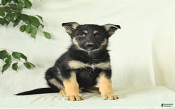 Gerberian Shepsky dogs for sale: Monty - Image 1