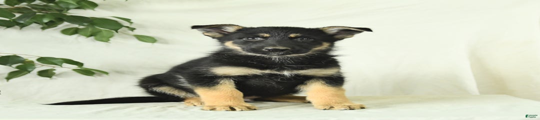 Monty