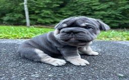 French Bulldog dogs for sale: Kwollie - Image 2
