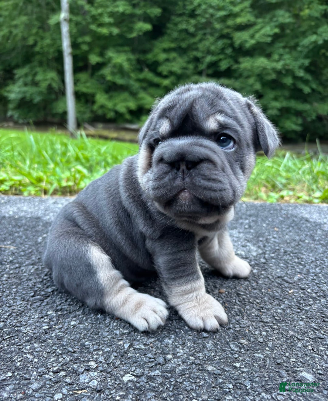 French Bulldog dogs for sale: Kwollie - Image 2