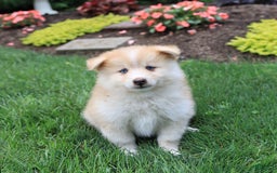 Pomsky dogs for sale: Hero - Image 5