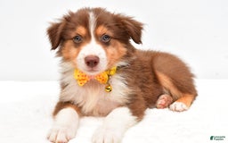 Australian Shepherd dogs for sale: Roscoe - Image 2