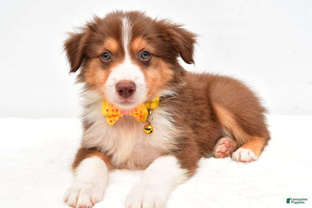 Australian Shepherd dogs for sale: Roscoe - Image 2