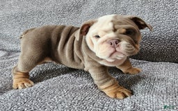 English Bulldog dogs for sale: Groza - Image 1