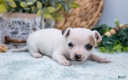 Chihuahua dogs for sale: Nova - Image 1
