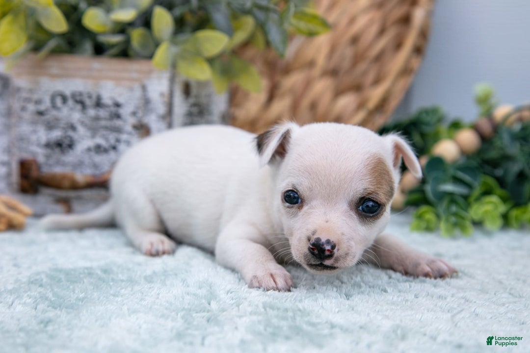 Chihuahua dogs for sale: Nova - Image 1