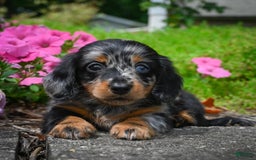 Miniature Dachshund dogs for sale: Scarlet - Image 9