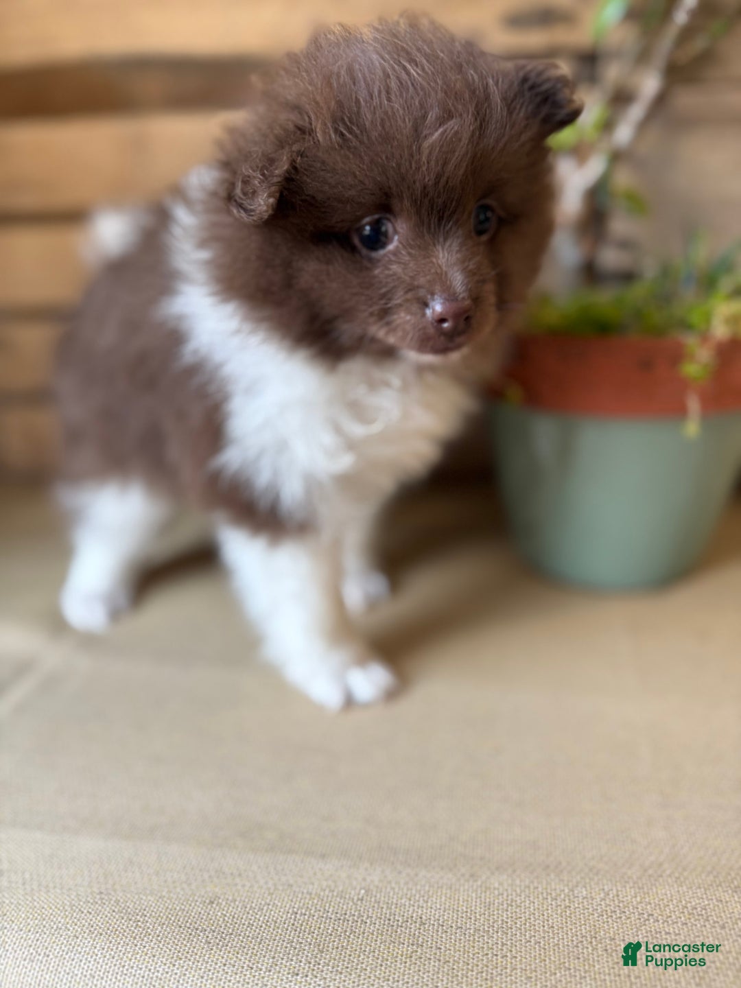 Pomeranian dogs for sale: Allison - Image 13