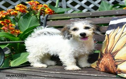 Mini Bernedoodle dogs for sale: Maggie - Image 1