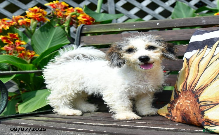 Mini Bernedoodle dogs for sale - Ad 2