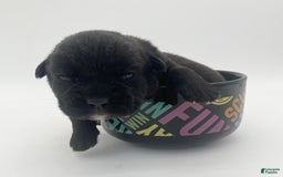 Cane Corso dogs for sale: Casey - Image 2