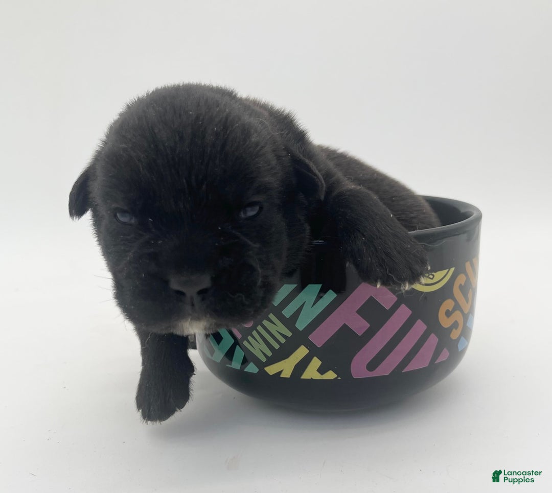 Cane Corso dogs for sale: Casey - Image 2