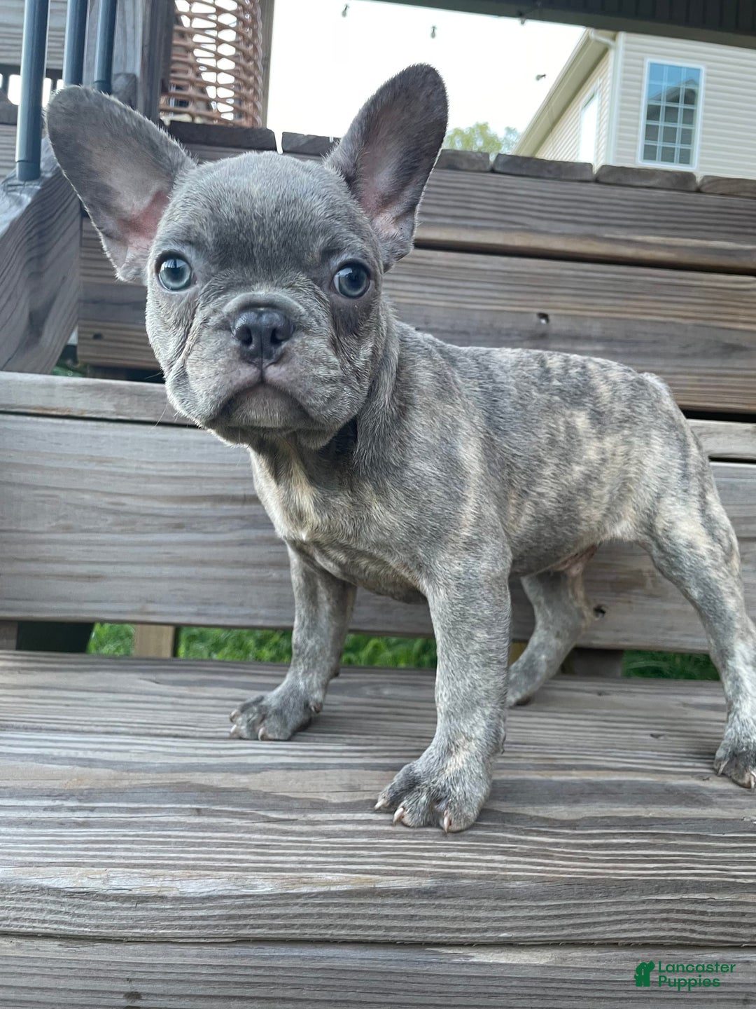 French Bulldog dogs for sale: Dallas - Image 5