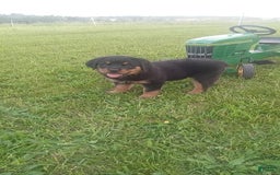 Rottweiler dogs for sale: Lilly - Image 1