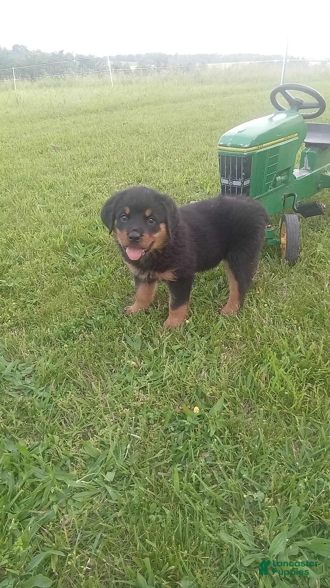 Rottweiler dogs for sale: Lilly - Image 1