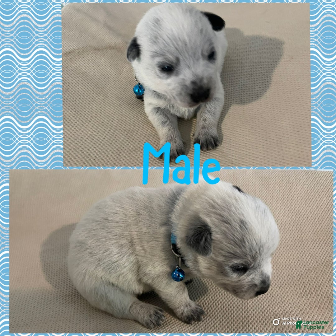Australian Cattle Dog dogs for sale: Australian Cattle Dog 2 puppies - Image 6