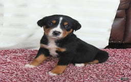 Greater Swiss Mountain Dog dogs for sale: Chip - Image 5