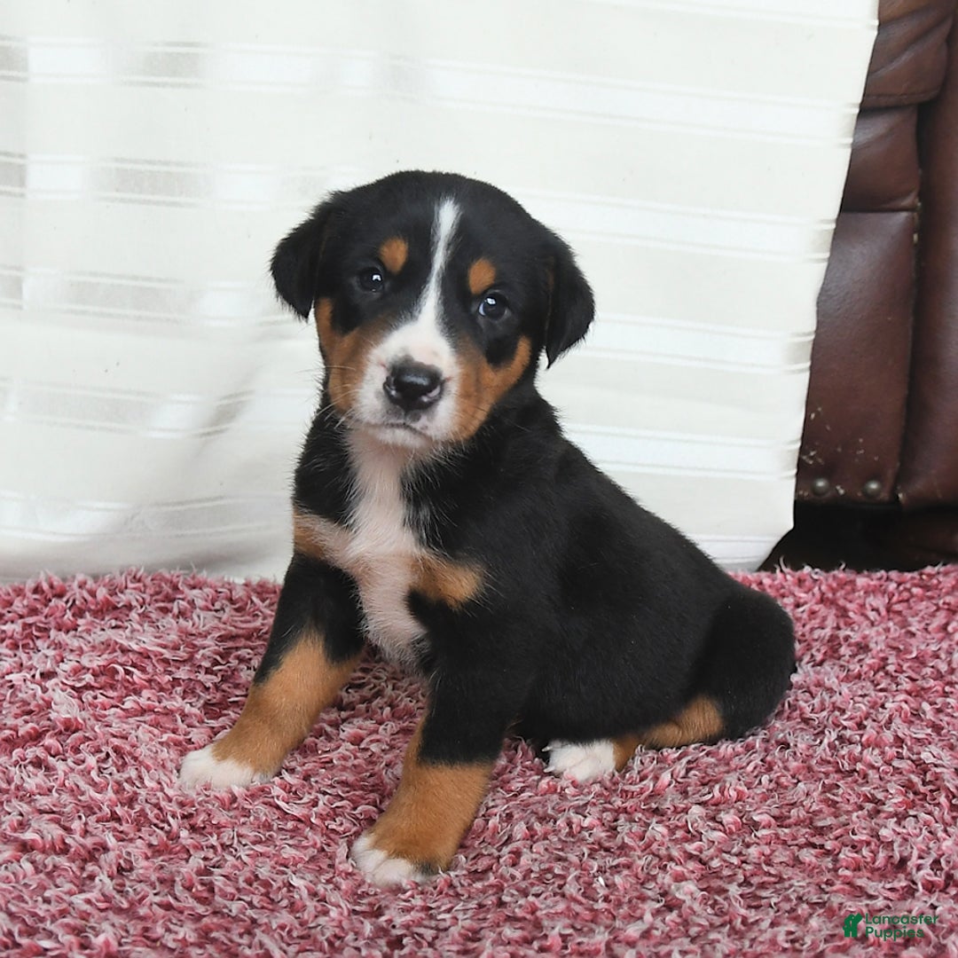 Greater Swiss Mountain Dog dogs for sale: Chip - Image 5